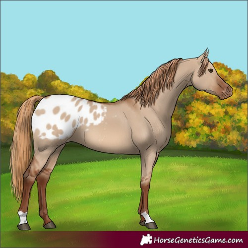 Horse Color:Red Dun Appaloosa 