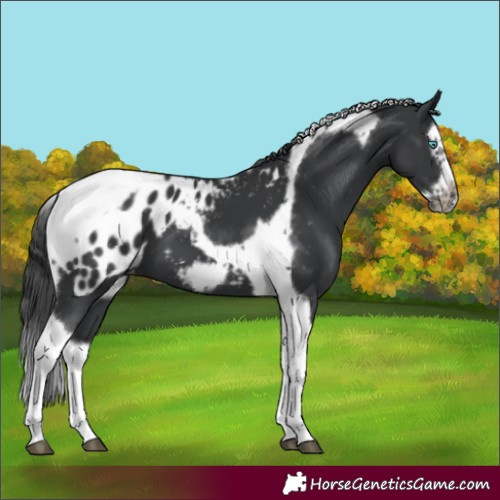 Horse Color:Black Splash Tobiano Frame Appaloosa 