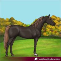 Horse Color:Liver Chestnut 