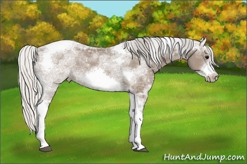 Horse Color:Silver Black Ice Sabino Tobiano Frame