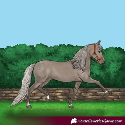 Horse Color:Silver Grullo Rabicano