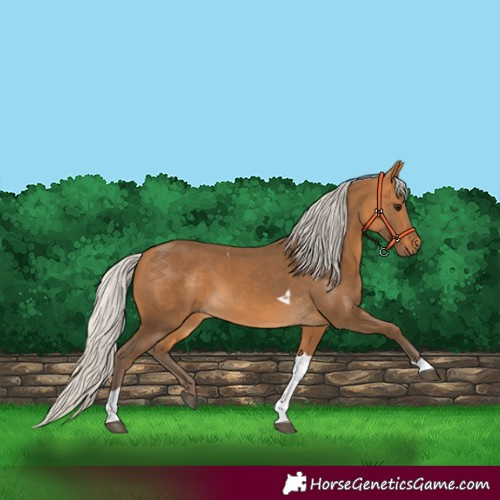 Horse Color:Silver Buckskin Tobiano 