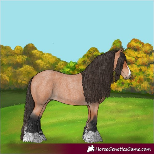 Horse Color:Bay Roan 