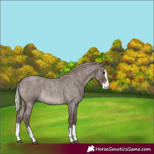Horse Color:Silver Blue Roan Splash 