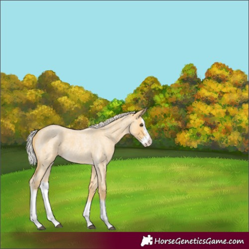 Horse Color:Palomino Roan Splash 