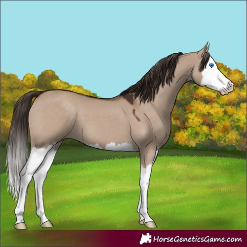 Horse Color:Liver Red Dun Splash 