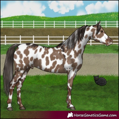 Horse Color:Liver Red Dun Leopard 