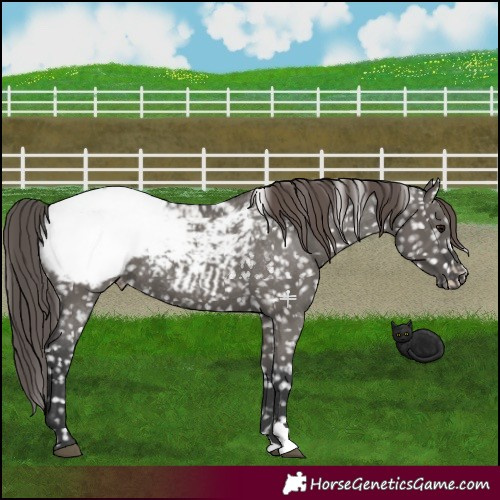 Horse Color:Grullo Mushroom Snowcap Rabicano 