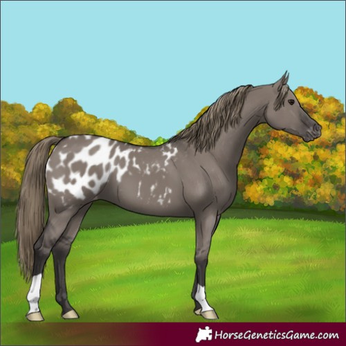 Horse Color:Smoky Grullo Appaloosa