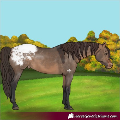 Horse Color:Brown Dun Appaloosa 
