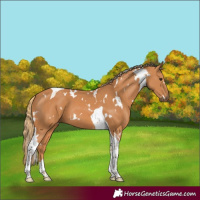 Horse Color:White Spotted Chestnut Tobiano 
