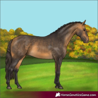 Horse Color:Buckskin 