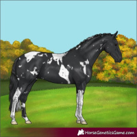 Horse Color:White Spotted Black Tobiano 
