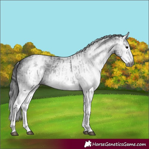 Horse Color:Gray White Spotted Black and Gray White Spotted Black