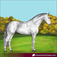Horse Color:Gray White Spotted Black  and Gray White Spotted Black 