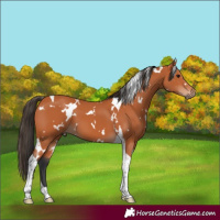 Horse Color:White Spotted Bay Tobiano
