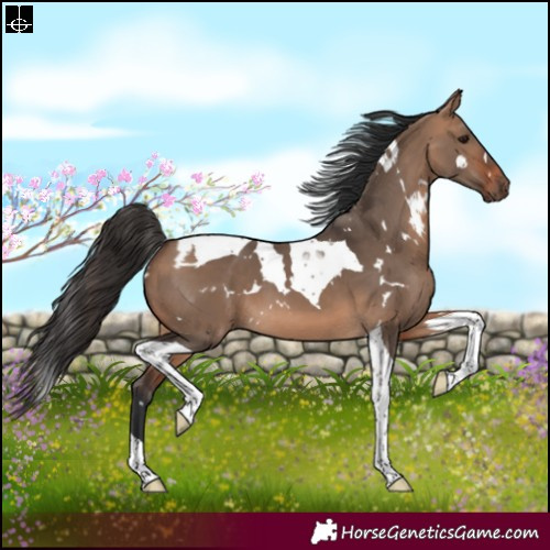 Horse Color:White Spotted Bay Dun Tobiano 