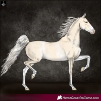 Horse Color:White Spotted Gold Cream Champagne Dun 