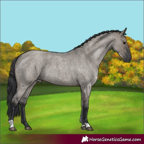 Horse Color:Grullo Roan 