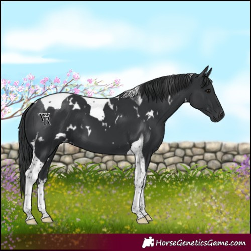 Horse Color:White Spotted Black Tobiano 