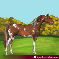 Horse Color:White Spotted Chestnut Tobiano 