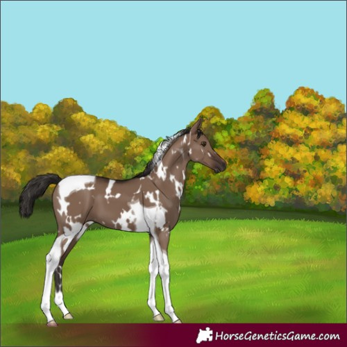 Horse Color:White Spotted Liver Red Dun Tobiano