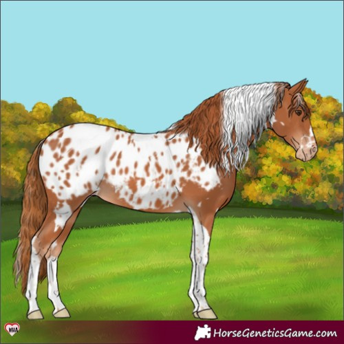 Horse Color:White Spotted Chestnut Tobiano Blanket