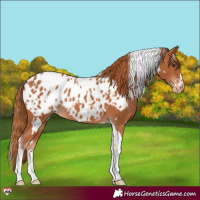 Horse Color:White Spotted Chestnut Tobiano Appaloosa 