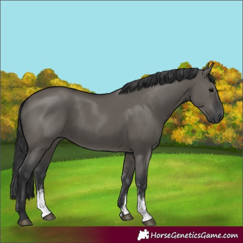 Horse Color:Grullo Sabino Rabicano 