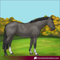 Horse Color:Grullo Sabino Rabicano 