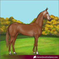 Horse Color:Gray Chestnut 