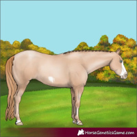 Horse Color:Gold Champagne Pearl Rabicano  and Gold Champagne Pearl Frame Rabicano 