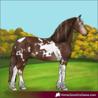 Horse Color:Gray White Spotted Chestnut Tobiano 