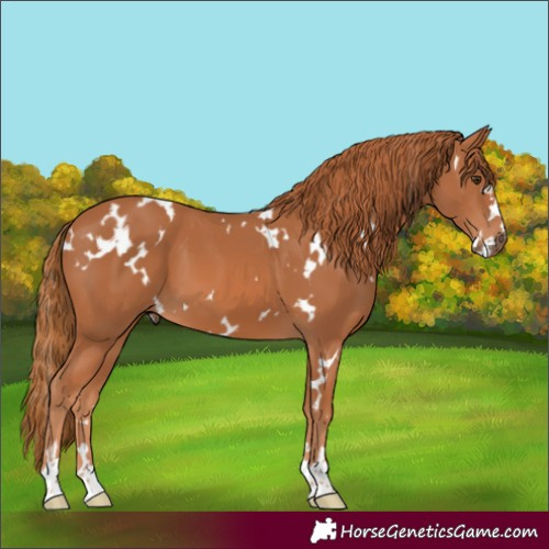 Horse Color:White Spotted Chestnut 
