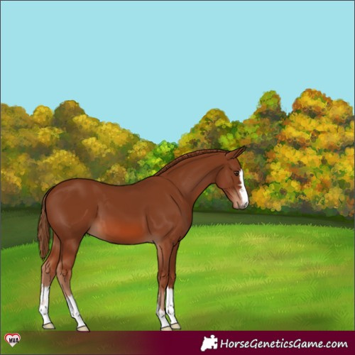 Horse Color:Chestnut 