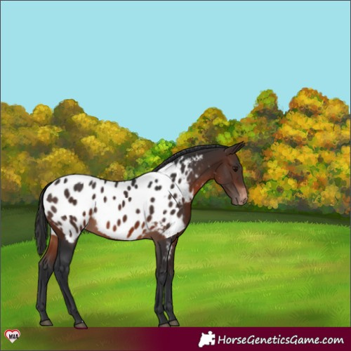 Horse Color:Brown Near Leopard Rabicano 