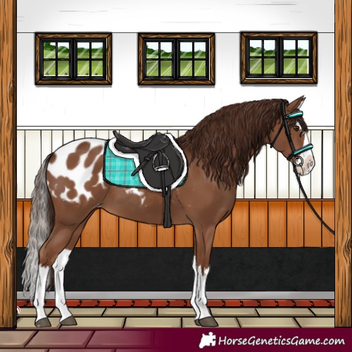 Horse Color:Liver Chestnut Splash Appaloosa 