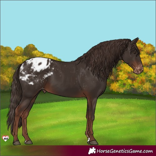 Horse Color:Liver Chestnut Appaloosa 