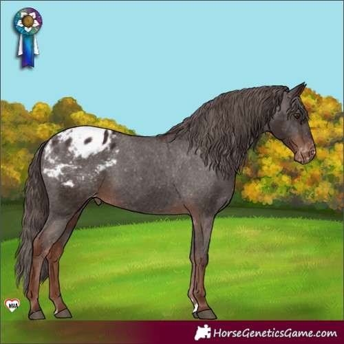 Horse Color:Liver Chestnut Appaloosa 