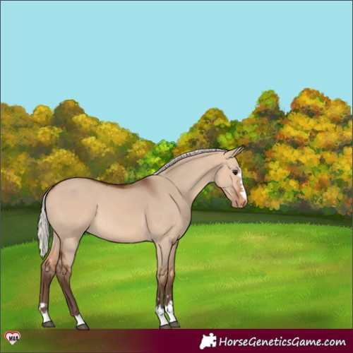 Horse Color:Silver Bay Dun Appaloosa 