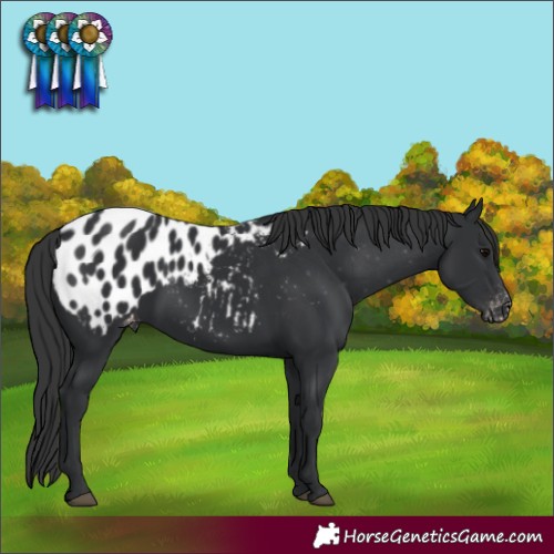 Horse Color:Black Appaloosa 