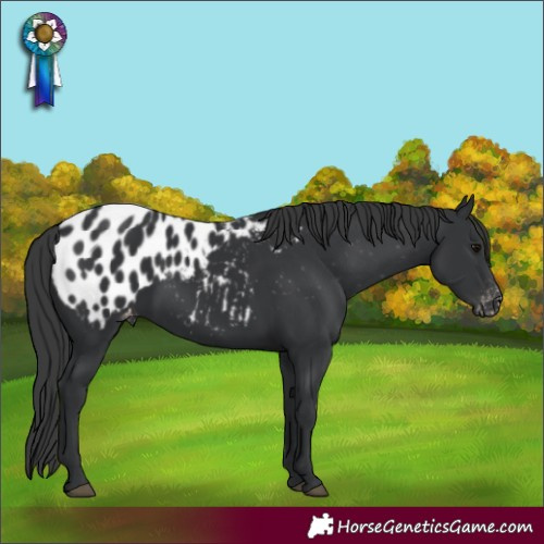 Horse Color:Black Appaloosa 