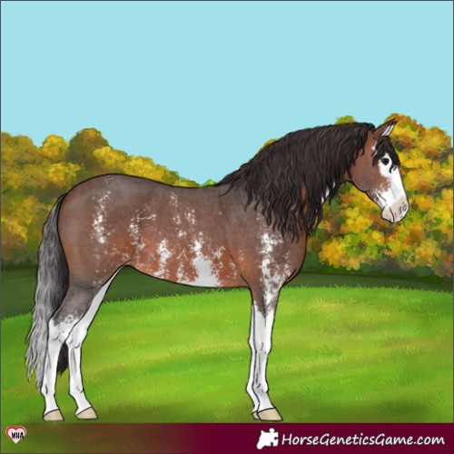Horse Color:Brown Sabino Splash Varnish 