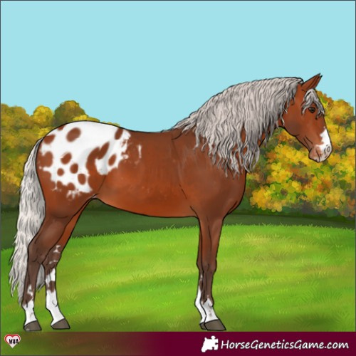 Horse Color:Silver Brown Blanket 