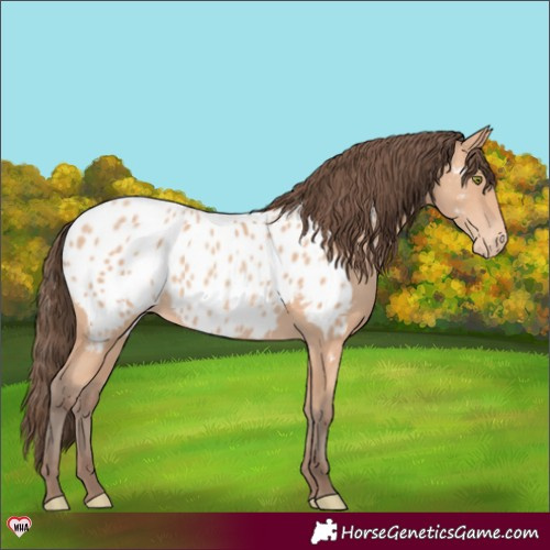 Horse Color:Amber Champagne Appaloosa Rabicano 