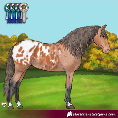 Horse Color:Bay Blanket 