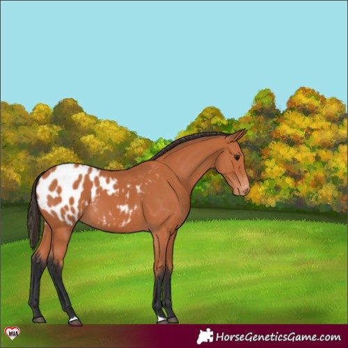 Horse Color:Bay Appaloosa 