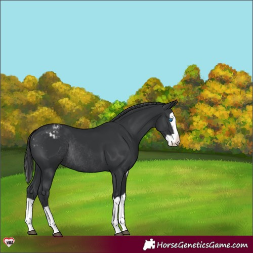 Horse Color:Black Splash Varnish Rabicano 
