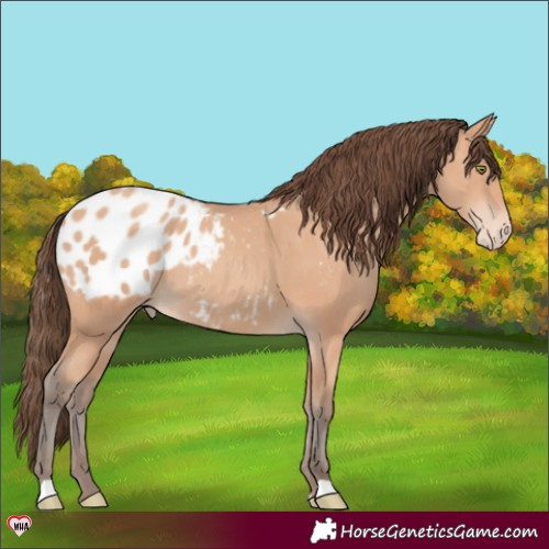 Horse Color:Amber Champagne Appaloosa 