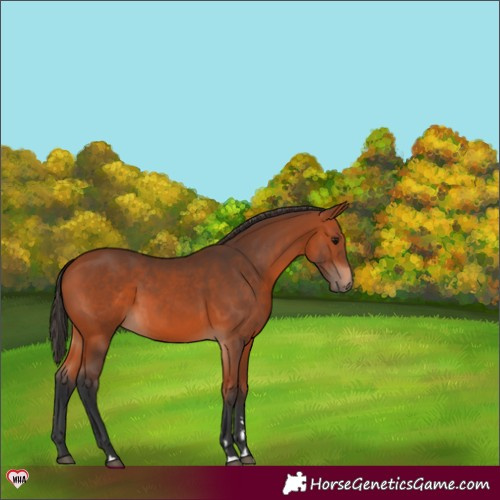 Horse Color:Bay 